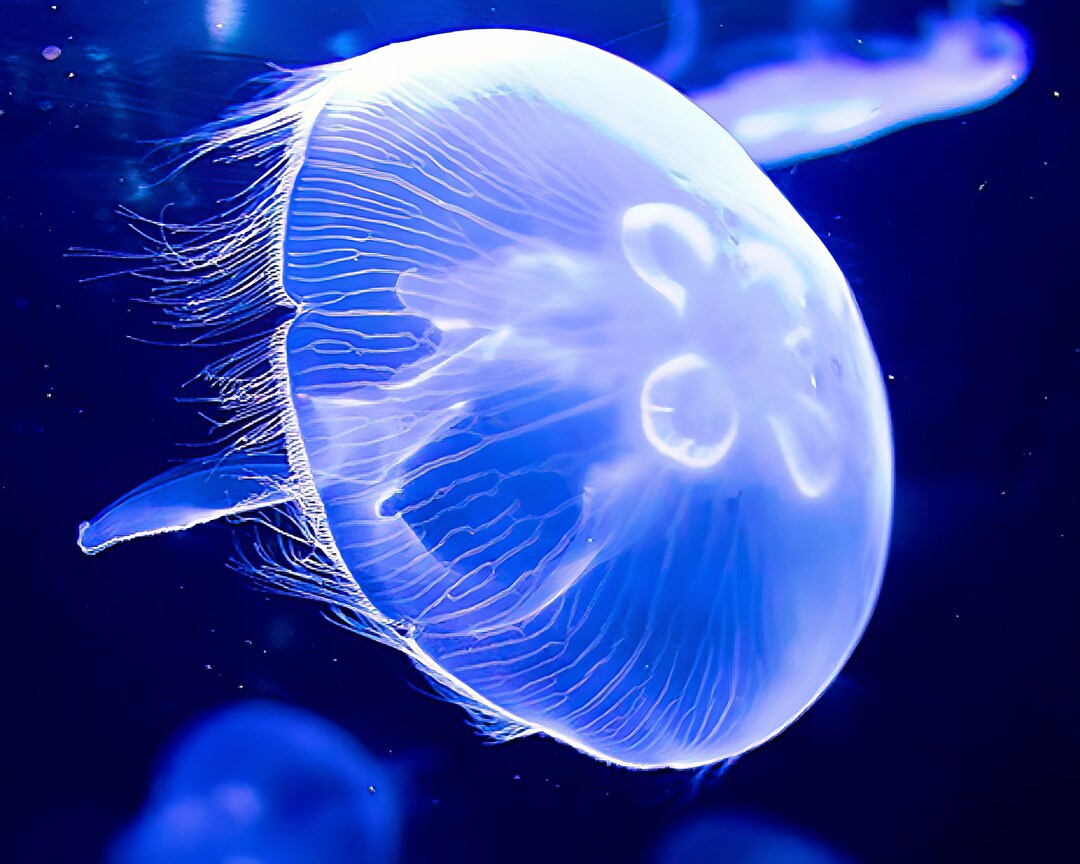 Ocean Jellyfish Edible 2D Fondant Birthday Cake/cupcake Etsy