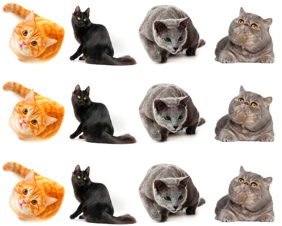 Assorted Cats Birthday ~ Edible 2D Fondant Birthday Cake Side Toppers ~ D24055