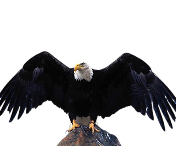 Bald Eagle Flying America Birthday Party - Edible Cake and Cupcake Topper For Birthday's and Parties! - D24769