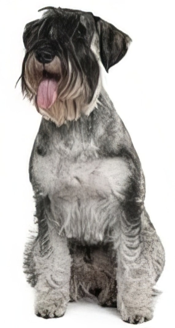 Standard Schnauzer Dog Birthday ~ Edible 2D Fondant Birthday Cake/Cupcake Topper ~ D6746