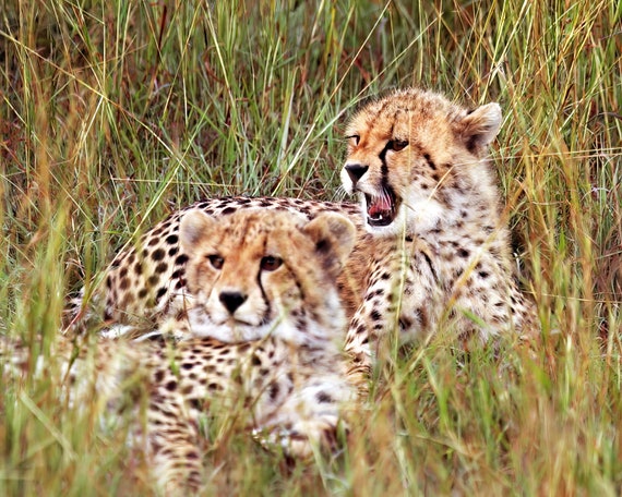 Cheetah Cubs ~ Edible 2D Fondant Birthday Cake/Cupcake Topper ~ D21359