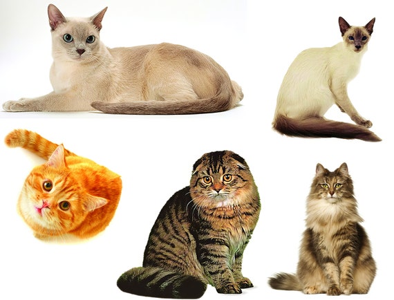 Cats Collage Birthday Party ~ Edible 2D Fondant Birthday Cake/Cupcake Topper ~ D20541