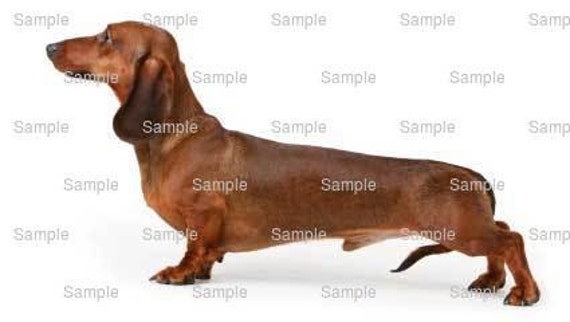 fondant dachshund
