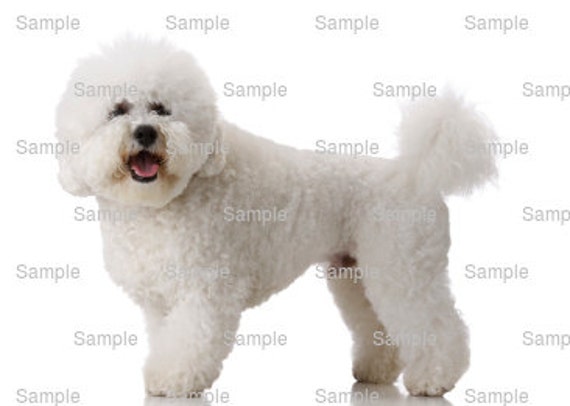 bichon frise birthday cake