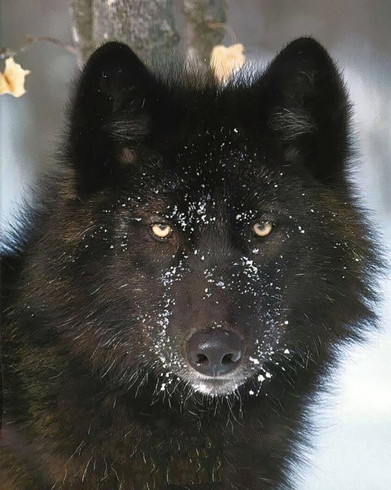 Black Wolf ~ Edible 2D Fondant Birthday Cake/Cupcake Topper ~ D5765