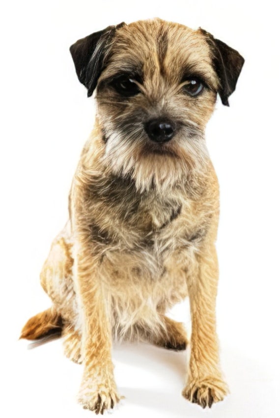 Border Terrier Dog Birthday ~ Edible 2D Fondant Birthday Cake/Cupcake Topper ~ D4970