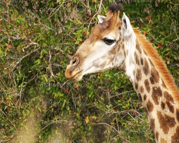 Giraffe Close Up ~ Edible 2D Fondant Birthday Cake/Cupcake Topper ~ D21132