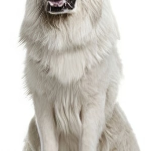 Great Pyrenees Dog Birthday ~ Edible 2D Fondant Birthday Cake/Cupcake Topper ~ D6675