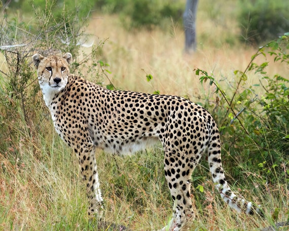 Cheetah Hunting African Safari Birthday ~ Edible 2D Fondant Birthday Cake/Cupcake Topper ~ D21366
