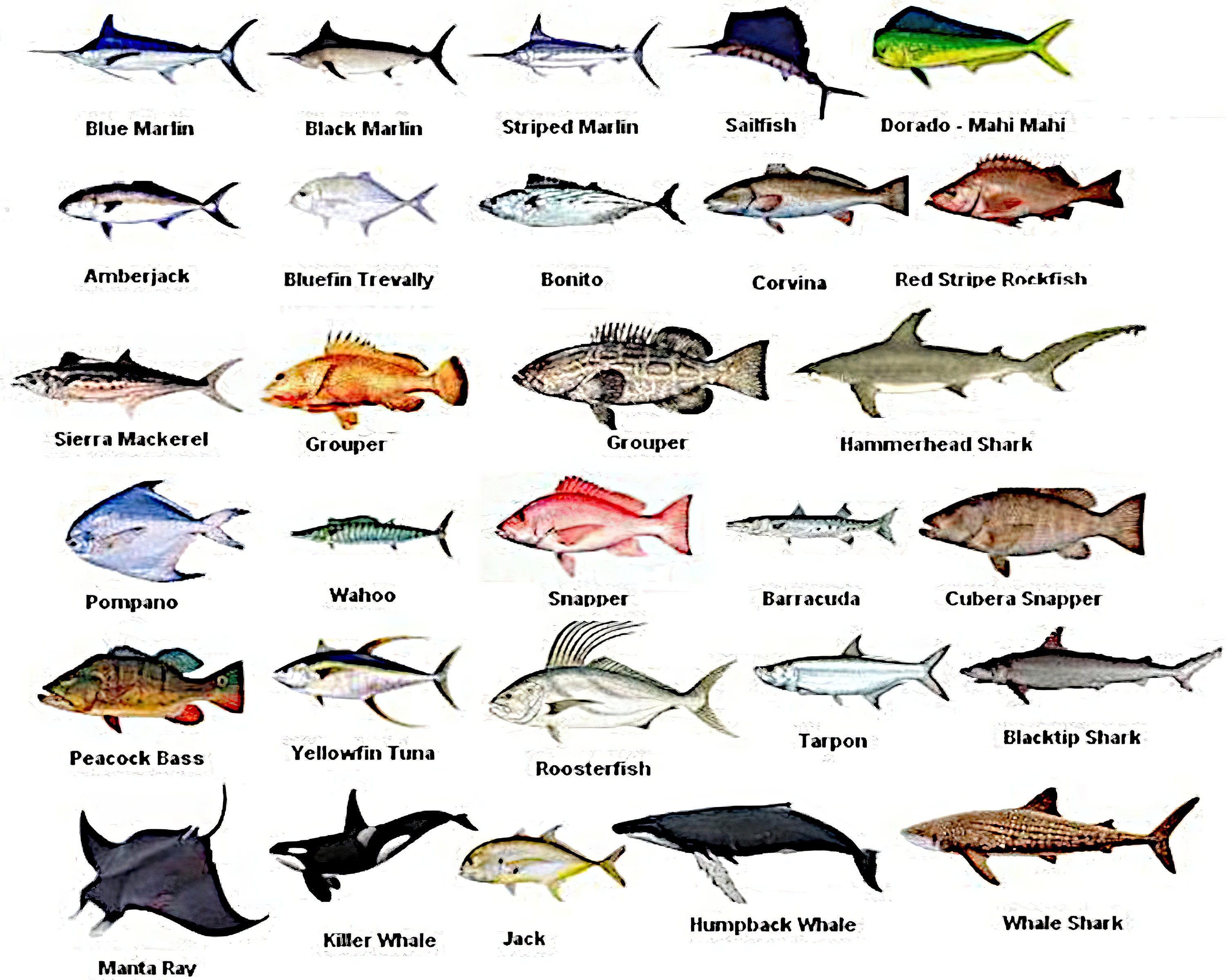 Most Popular Edible Sea Fishes