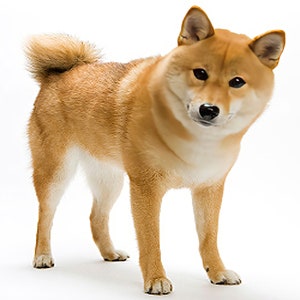 Shiba Inu Dog Birthday ~ Edible 2D Fondant Birthday Cake/Cupcake Topper ~ D4968