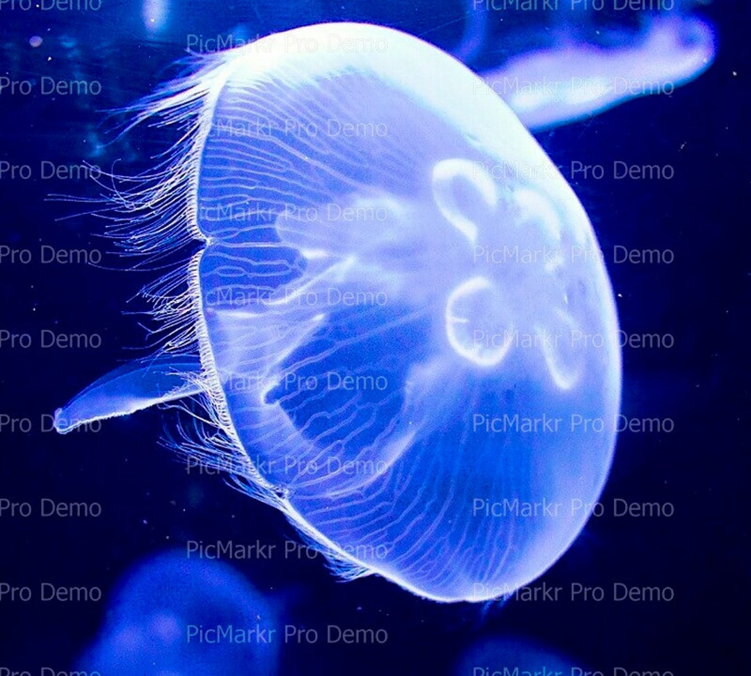 Ocean Jellyfish Edible 2D Fondant Birthday Cake/cupcake Etsy