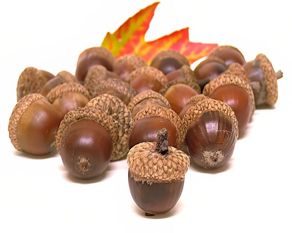 Acorns Fall Thanksgiving Halloween ~ Edible 2D Fondant Birthday Cake/Cupcake Topper ~ D3400