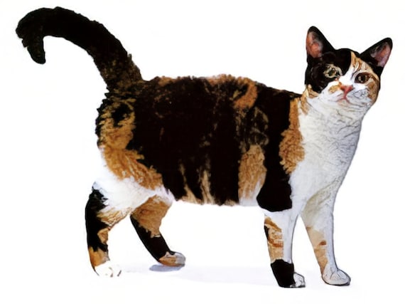Cat - American Wirehair ~ Edible 2D Fondant Birthday Cake/Cupcake Topper ~ D6440