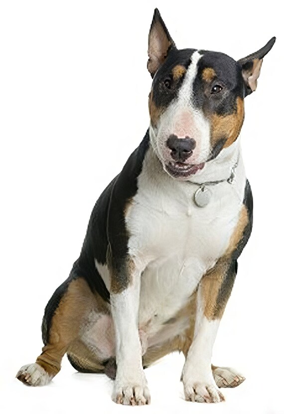 Bull Terrier Umbrella - Tan Bull Terrier Umbrella - Tan
