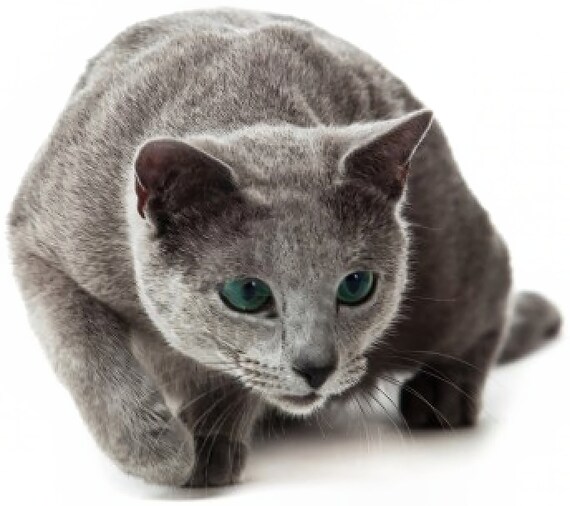 Cat - Russian Blue ~ Edible 2D Fondant Birthday Cake/Cupcake Topper ~ D6464