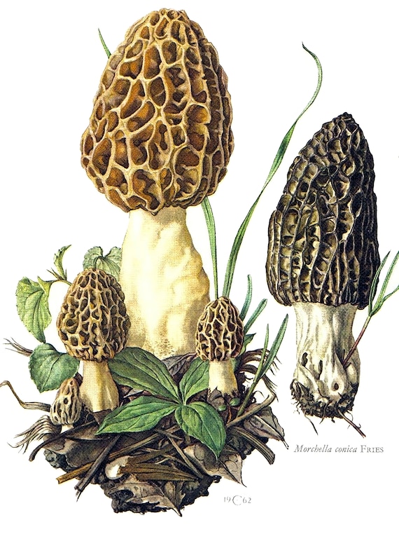 Vintage Morel Mushrooms ~ Edible 2D Fondant Birthday Cake/Cupcake Topper ~ D20151