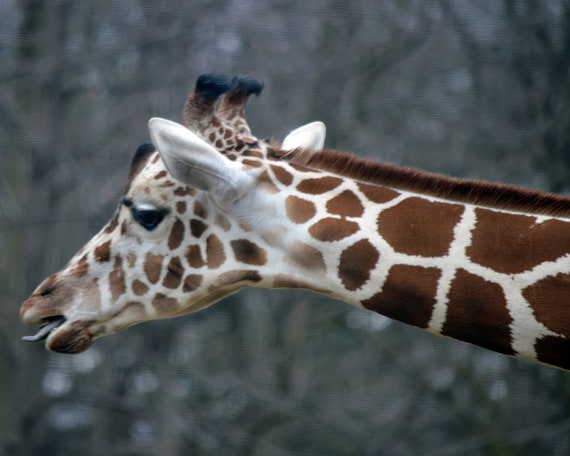 Giraffe Eating African Safari Birthday ~ Edible 2D Fondant Birthday Cake/Cupcake Topper ~ D22367