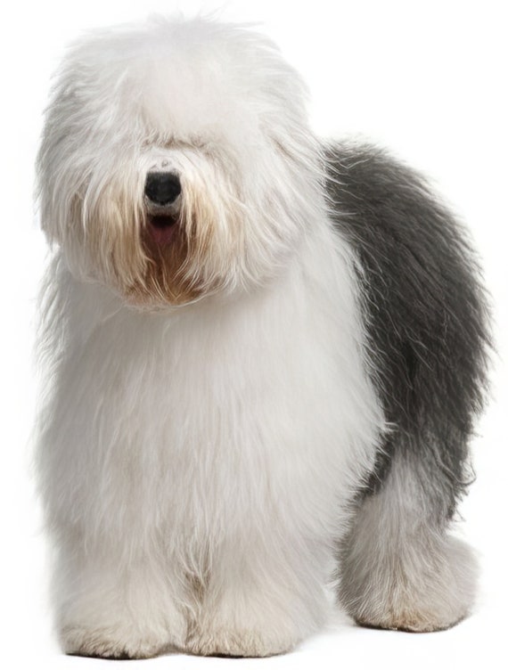 Old English Sheepdog Dog Birthday ~ Edible 2D Fondant Birthday Cake/Cupcake Topper ~ D6717