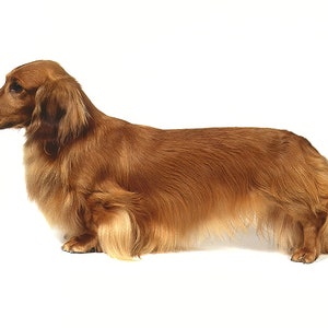 Long Haired Dachshund Dog Birthday ~ Edible 2D Fondant Birthday Cake/Cupcake Topper ~ D468