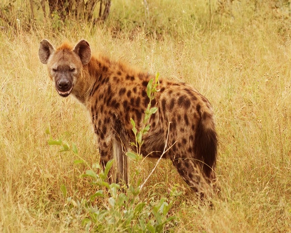 Hyena ~ Edible 2D Fondant Birthday Cake/Cupcake Topper ~ D21108