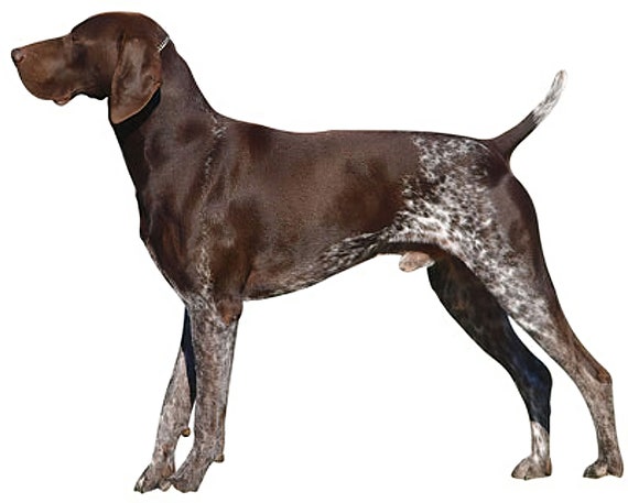 German Shorthaired Pointer Dog Birthday ~ Edible 2D Fondant Birthday Cake/Cupcake Topper ~ D6667