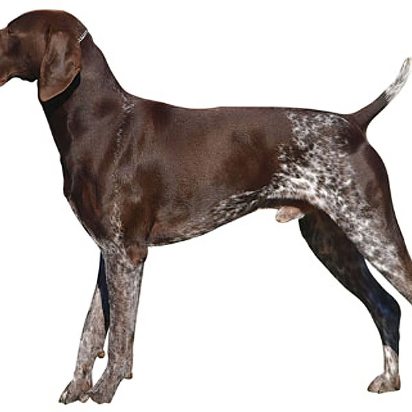 German Shorthaired Pointer Dog Birthday ~ Edible 2D Fondant Birthday Cake/Cupcake Topper ~ D6667