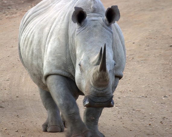Rhino ~ Edible 2D Fondant Birthday Cake/Cupcake Topper ~ D21179