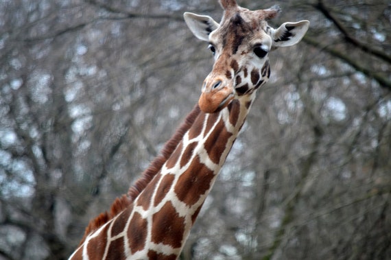 Giraffe African Safari Birthday ~ Edible 2D Fondant Birthday Cake/Cupcake Topper ~ D22368