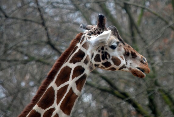 Giraffe African Safari Birthday ~ Edible 2D Fondant Birthday Cake/Cupcake Topper ~ D22369