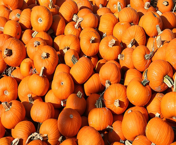Pumpkins Thanksgiving Halloween ~ Edible 2D Fondant Birthday Cake/Cupcake Topper ~ D3813