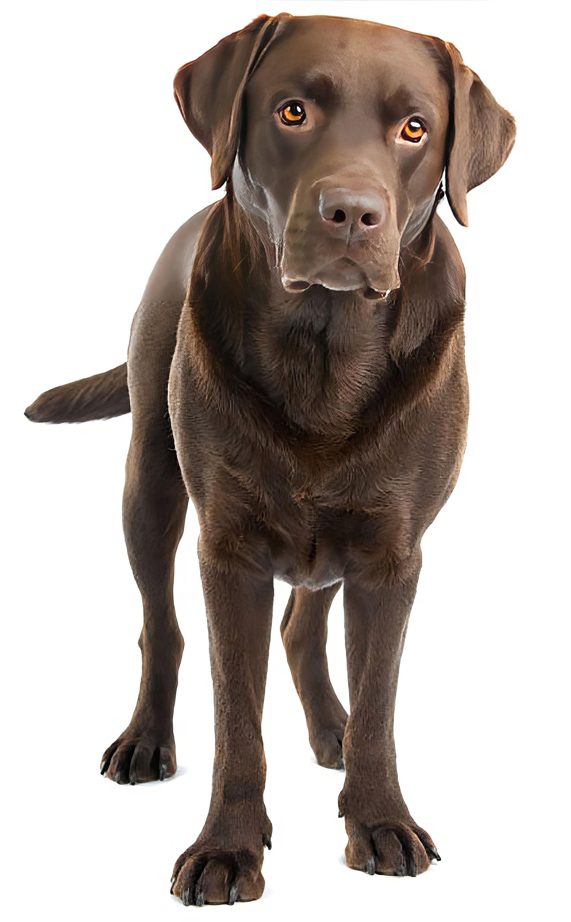Chocolate Labrador Retriever Dog Birthday Edible 2D Fondant Birthday Cake Cupcake Topper D6702