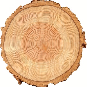 Wood Tree Rings Birthday ~ Edible 2D Fondant Birthday Cake/Cupcake Topper ~ D22388