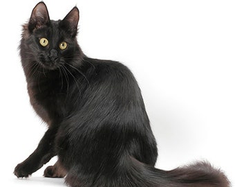 Angora : Caractère, Poils Et Santé