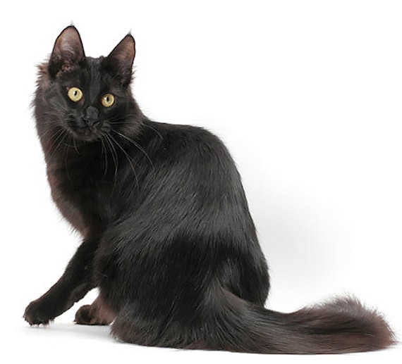 Cat - Turkish Angora (black) ~ Edible 2D Fondant Birthday Cake/Cupcake Topper ~ D6476