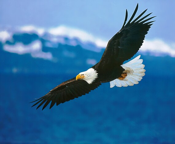Bald Eagle Birthday ~ Edible 2D Fondant Birthday Cake/Cupcake Topper ~ D6375