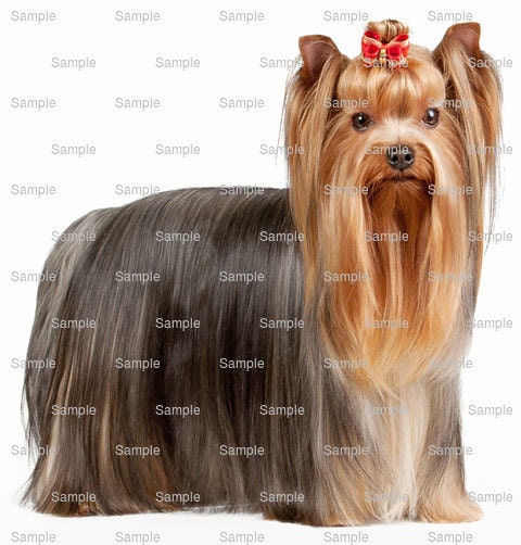 fondant yorkshire terrier