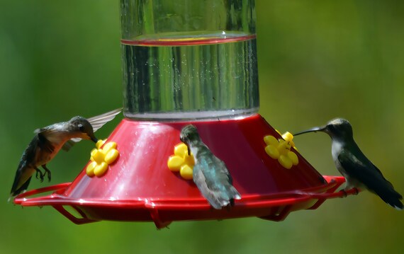 Hummingbirds Eating at the Feeder ~ Edible 2D Fondant Birthday Cake/Cupcake Topper ~ D21469