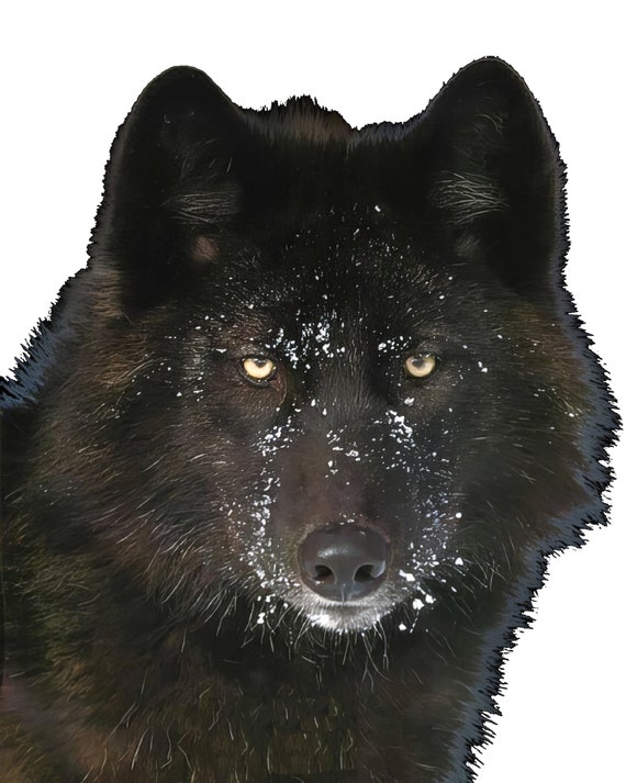 Black Wolf Party Birthday ~ Edible 2D Fondant Birthday Cake/Cupcake Topper ~ D24771