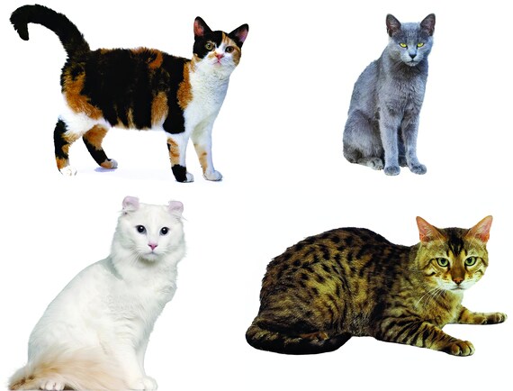 Cats Collage Birthday Party ~ Edible 2D Fondant Birthday Cake/Cupcake Topper ~ D20540