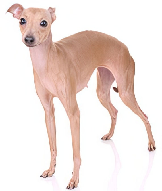 Italian Greyhound Dog Birthday ~ Edible 2D Fondant Birthday Cake/Cupcake Topper ~ D6696