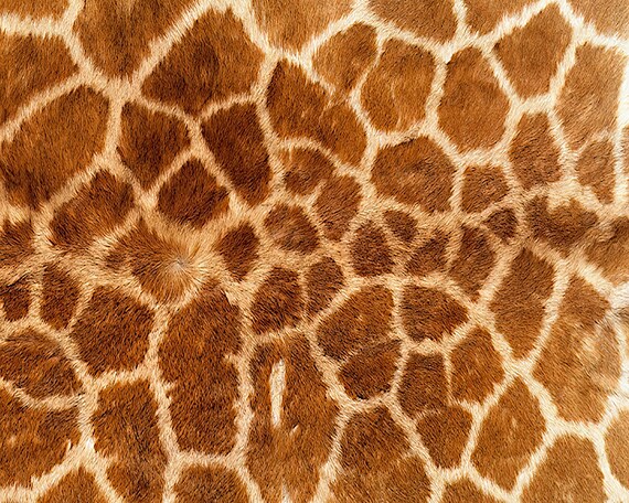 Giraffe Print - Background Birthday ~ Edible 2D Fondant Birthday Cake/Cupcake Topper ~ D5431