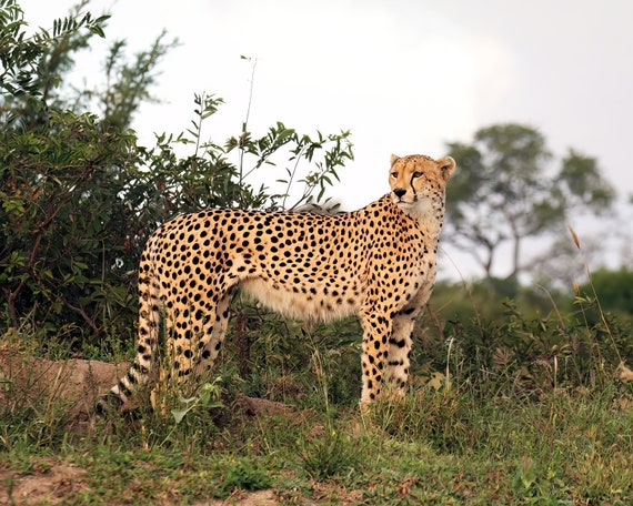 Roaming Cheetah African Safari Birthday ~ Edible 2D Fondant Birthday Cake/Cupcake Topper ~ D21338