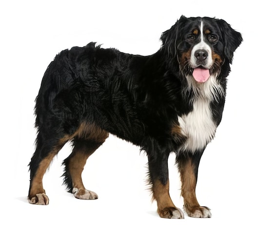 Bernese Mountain Dog Birthday Edible 2D Fondant Birthday Cake Cupcake Topper D6604