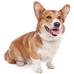 Welsh Corgi ~ Edible 2D Fondant Birthday Cake/Cupcake Topper ~ D20806