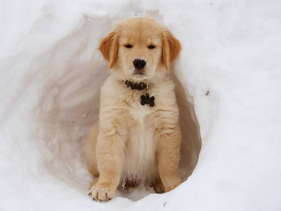 Golden Retriever Puppy Winter Birthday ~ Edible 2D Fondant Birthday Cake/Cupcake Topper ~ D20902