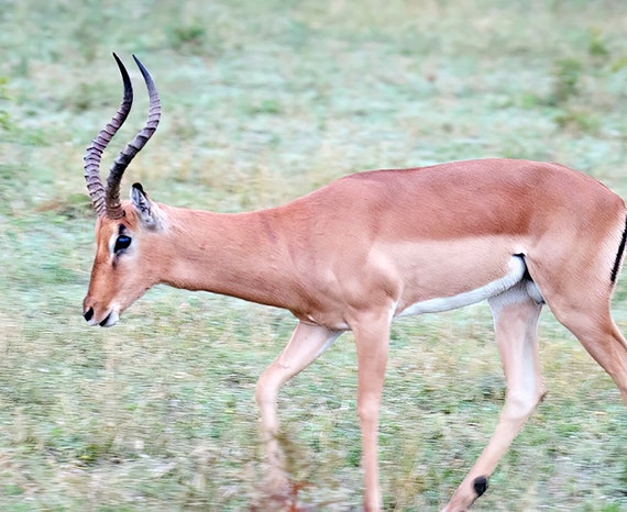 Gazelle ~ Edible 2D Fondant Birthday Cake/Cupcake Topper ~ D21007