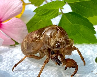 Tennessee’s Finest Brood X Cicada Shells