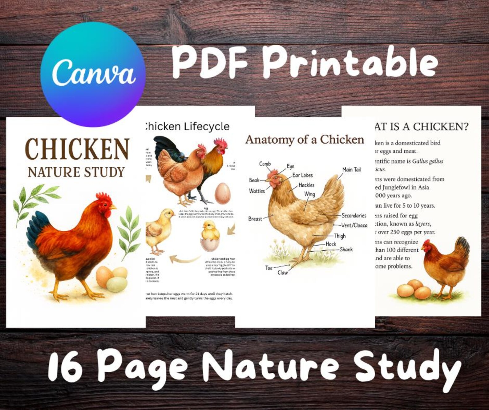 Chicken Nature Study Printable | Homeschool Science Unit (PDF) - Etsy