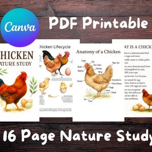 Könnte beinhalten: Eine druckbare PDF-Naturstudie mit Illustrationen von Hühnern, einschließlich ihres Lebenszyklus und ihrer Anatomie. Die Studie enthält den Text "Chicken Nature Study" und "16 Page Nature Study". Das Canva-Logo ist sichtbar.